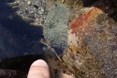 Dolabrifera nicaraguana