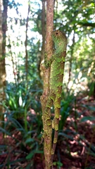 Enyalius catenatus