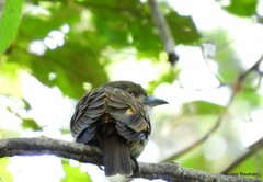 Malacoptila panamensis