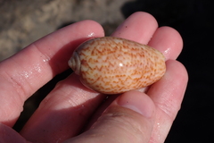 Oliva julieta