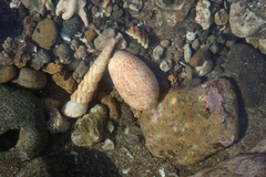 Oliva julieta
