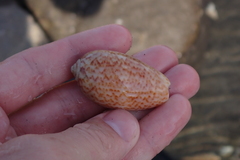 Oliva julieta