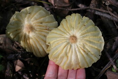 Marasmius mbalmayoensis