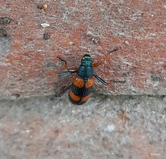 Strongylium decoratum