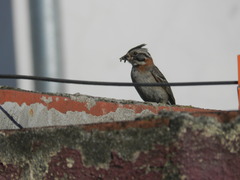 Zonotrichia capensis