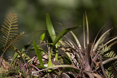 Prosthechea cochleata