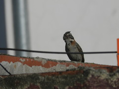 Zonotrichia capensis