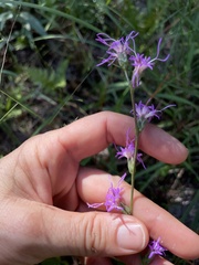 Liatris elegantula