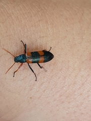Strongylium decoratum