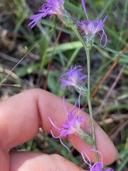 Liatris elegantula