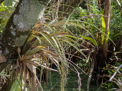 Tillandsia utriculata