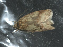 Oligoloba severa