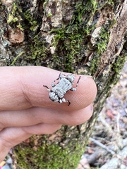 Leptostylus asperatus