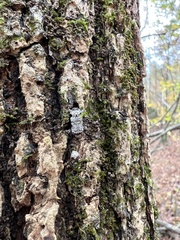 Leptostylus asperatus