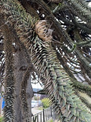 Araucaria araucana