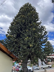 Araucaria araucana
