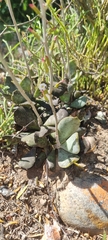 Adromischus