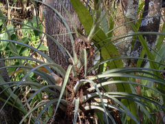 Tillandsia fasciculata