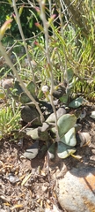 Adromischus