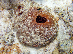 Stegastes partitus
