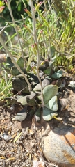 Adromischus