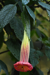 Brugmansia sanguinea