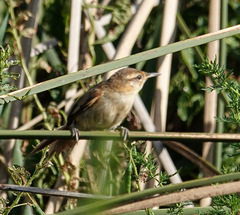 Limnoctites sulphuriferus