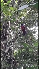 Trogon clathratus