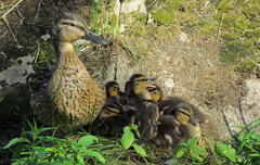 Anas platyrhynchos