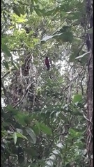 Trogon clathratus