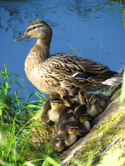 Anas platyrhynchos