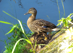 Anas platyrhynchos