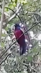 Trogon clathratus