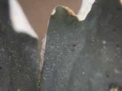 Peltigera neopolydactyla