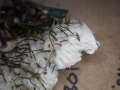 Peltigera neopolydactyla