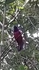 Trogon clathratus
