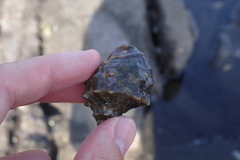 Rapaninae