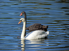 Cygnus