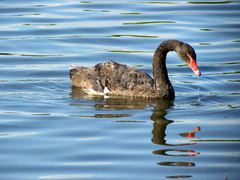 Cygnus atratus