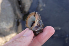 Rapaninae