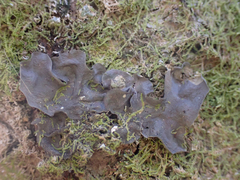 Collema subflaccidum