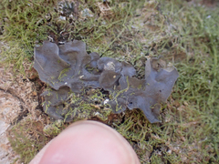 Collema subflaccidum