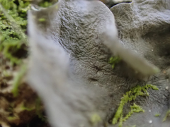 Collema subflaccidum