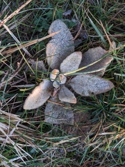 Stachys byzantina
