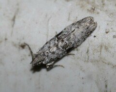 Hypatima simulacrella