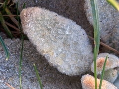 Stachys byzantina