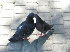 Columba livia domestica