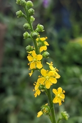 Agrimonia pilosa