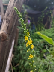 Agrimonia pilosa