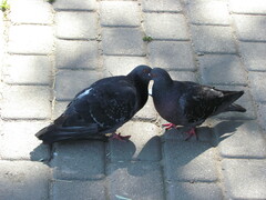 Columba livia domestica